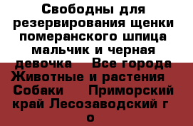 Свободны для резервирования щенки померанского шпица мальчик и черная девочка  - Все города Животные и растения » Собаки   . Приморский край,Лесозаводский г. о. 